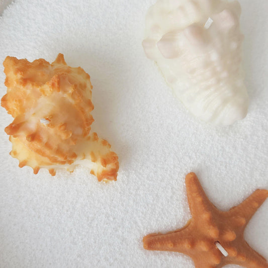 Sea Shell Candle | Coastal Beach Scents | Ocean-Inspired Gift | Handmade Soy Wax｜Ocean Gift Set